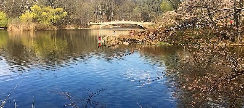 #morescenesfromarun #centralpark #iloveny #sixmileslater #backonthehorse #nyc #nothingtastesasgoodasskinnyfeels (#kinda) #serenitynow #westside