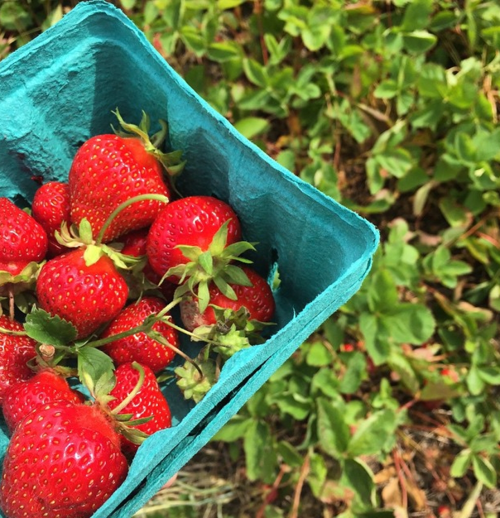 #strawberrypickin #strawberryshortcake #purplepieman #seasonal #northfork #daytrip #auntnah #austinandsienna