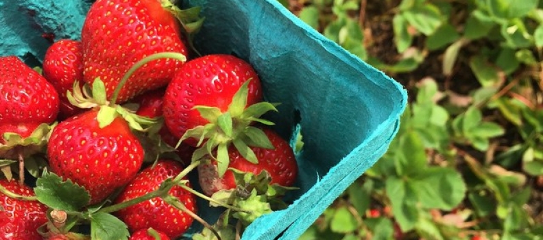 #strawberrypickin #strawberryshortcake #purplepieman #seasonal #northfork #daytrip #auntnah #austinandsienna