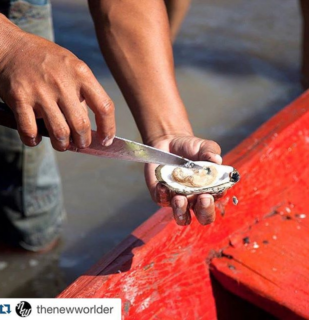 #Repost from our upcoming @thenewworlder project….. #fall2015 #launch #new #longform #latam There’s not a culture of eating oysters in the Brazilian Amazon, though Belem chefs like @thiagocastanho and @felipecastanhoq of @remansodobosque are trying to change that. They are helping a small cooperative in São Caetano de Odivelas, 100 kilometers east of Belem, where the forest meets the ocean, develop and find a market. Despite their large size and meaty texture, they are full of flavor. #Belem #oysters #brazil #brasil #amazon #amazonia #para #ostras #foodporn #foodie #instafood #source