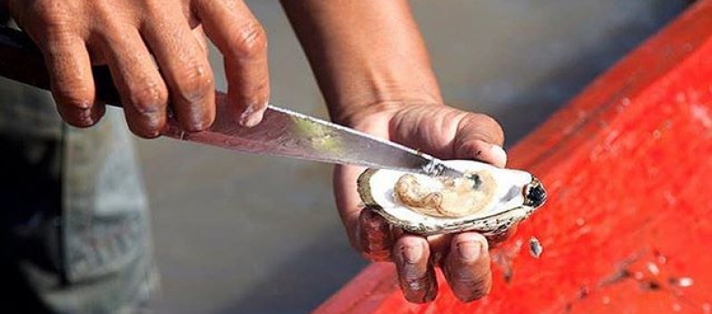 #Repost from our upcoming @thenewworlder project….. #fall2015 #launch #new #longform #latam There’s not a culture of eating oysters in the Brazilian Amazon, though Belem chefs like @thiagocastanho and @felipecastanhoq of @remansodobosque are trying to change that. They are helping a small cooperative in São Caetano de Odivelas, 100 kilometers east of Belem, where the forest meets the ocean, develop and find a market. Despite their large size and meaty texture, they are full of flavor. #Belem #oysters #brazil #brasil #amazon #amazonia #para #ostras #foodporn #foodie #instafood #source