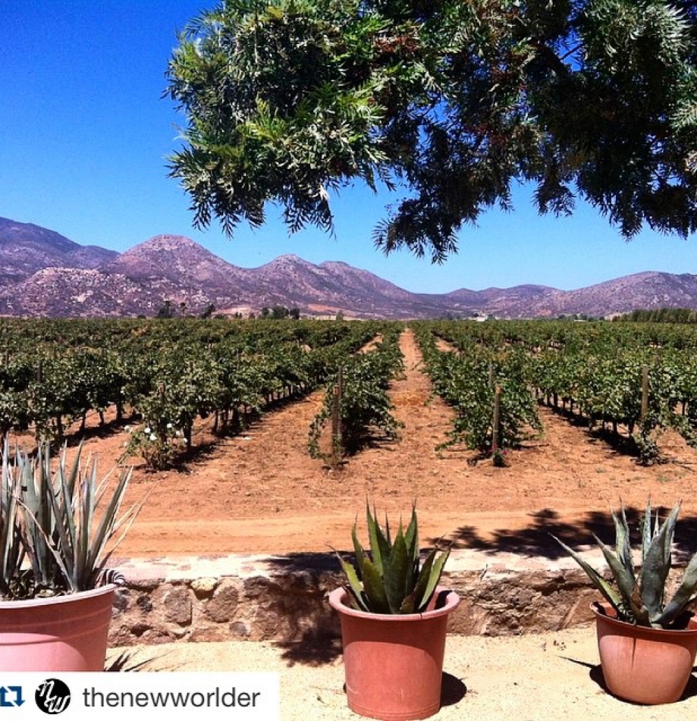 #Repost from @thenewworlder about one of my favorite places in the world.・・・Mexican. Wine.  Two words you don't often put together. However, just south of Tijuana, in Baja California's Valle de Guadalupe, rich and textured Mexican wine is being made in abundance. This off-the-beaten path destination has attracted attention for its lazy charm and incredible food, but it's the wine that anchors this piece of Baja peninsula. Every August, wineries such as Casa De Piedra, Viñas de Garza, Vena Cava Vinícola, Las Nubes Bodegas y Viñedos, Lechuza, Adobe Guadalupe and Monte Xanic celebrate the harvest for a two+ week period known as Fiesta de la Vendemia. Parties ensue, lingering lunches (comidas) last all day, and the wine flows.  Get to know Valle through our eyes. #wine #mexicanwine #tomavinomexicano #baja #valledeguadalupe #bajamed #mexicanfood #travel #pacificcoast #mexico #wineries #food #instafood #winecountry #vino #vinerias #vendemias #fiestadelavendemia