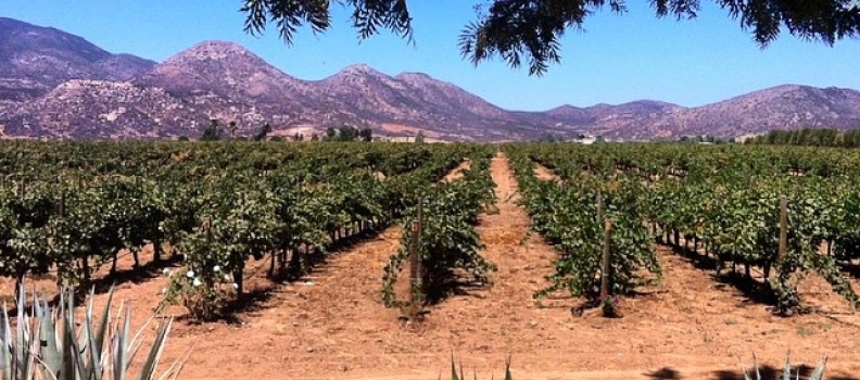 #Repost from @thenewworlder about one of my favorite places in the world.・・・Mexican. Wine.  Two words you don't often put together. However, just south of Tijuana, in Baja California's Valle de Guadalupe, rich and textured Mexican wine is being made in abundance. This off-the-beaten path destination has attracted attention for its lazy charm and incredible food, but it's the wine that anchors this piece of Baja peninsula. Every August, wineries such as Casa De Piedra, Viñas de Garza, Vena Cava Vinícola, Las Nubes Bodegas y Viñedos, Lechuza, Adobe Guadalupe and Monte Xanic celebrate the harvest for a two+ week period known as Fiesta de la Vendemia. Parties ensue, lingering lunches (comidas) last all day, and the wine flows.  Get to know Valle through our eyes. #wine #mexicanwine #tomavinomexicano #baja #valledeguadalupe #bajamed #mexicanfood #travel #pacificcoast #mexico #wineries #food #instafood #winecountry #vino #vinerias #vendemias #fiestadelavendemia