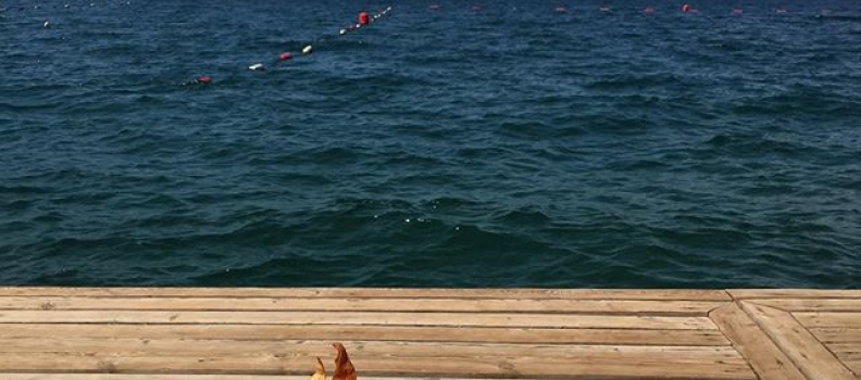 #Lunch, #Life, #Bodrum. #turkey #torba #bliss #aegean #exactlyright #coastal #howisummer