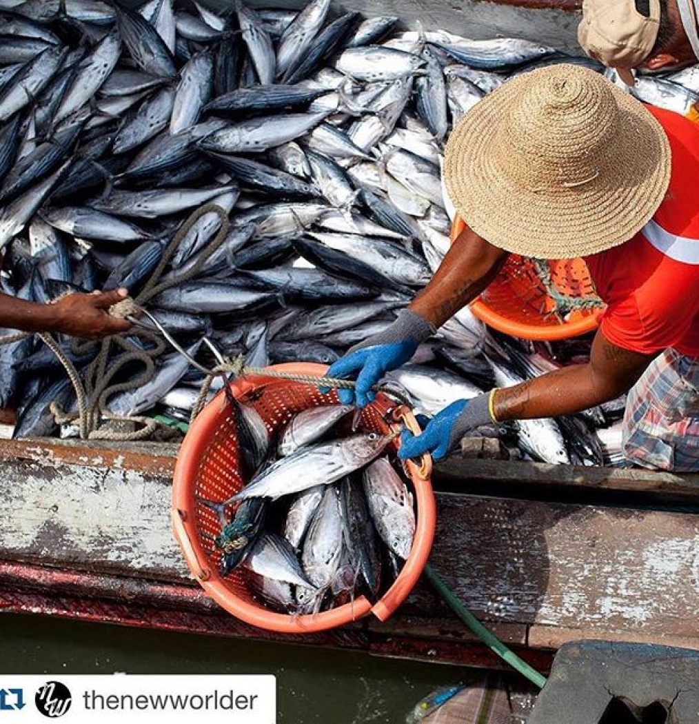 #Repost from our upcoming @thenewworlder project.・・・For many visitors to Panama City, the Mercado de Mariscos is a stop on a tour en route to Casco Viejo. They walk in, order a Styrofoam cup of creamy ceviche, do a loop around the stalls of the fish vendors, take a few photos of the red snappers and octopus being weighed for sale, and then walk out. On the other side of the market, behind fences and a large building with sophisticated refrigeration equipment, is the working pier, where a fleet of somewhere between 1000-2000 small fishing boats from villages all along the Panama’s Pacific coast could come in at any time. The pier operates 24 hours a day and at any given time you’ll see boats unloading yellow fin tuna, parga roja (red snapper), corvina (sea bass), or squid. Many of the boats sail a day out to sea or more, often spending days or weeks at a time in the Pacific, depending on the size and refrigeration capabilities. Most of the fish, such as those yellow fins, are exported to Japan and the United States, while the smaller fish are sold to the public or consumed locally in Panama City restaurants, including the cevicherias right in the market. #panama #mercado #fish #seafood #pty #market #pacific #mercadodemariscos #fishing #fishermen #food #instafood #travel #instatravel