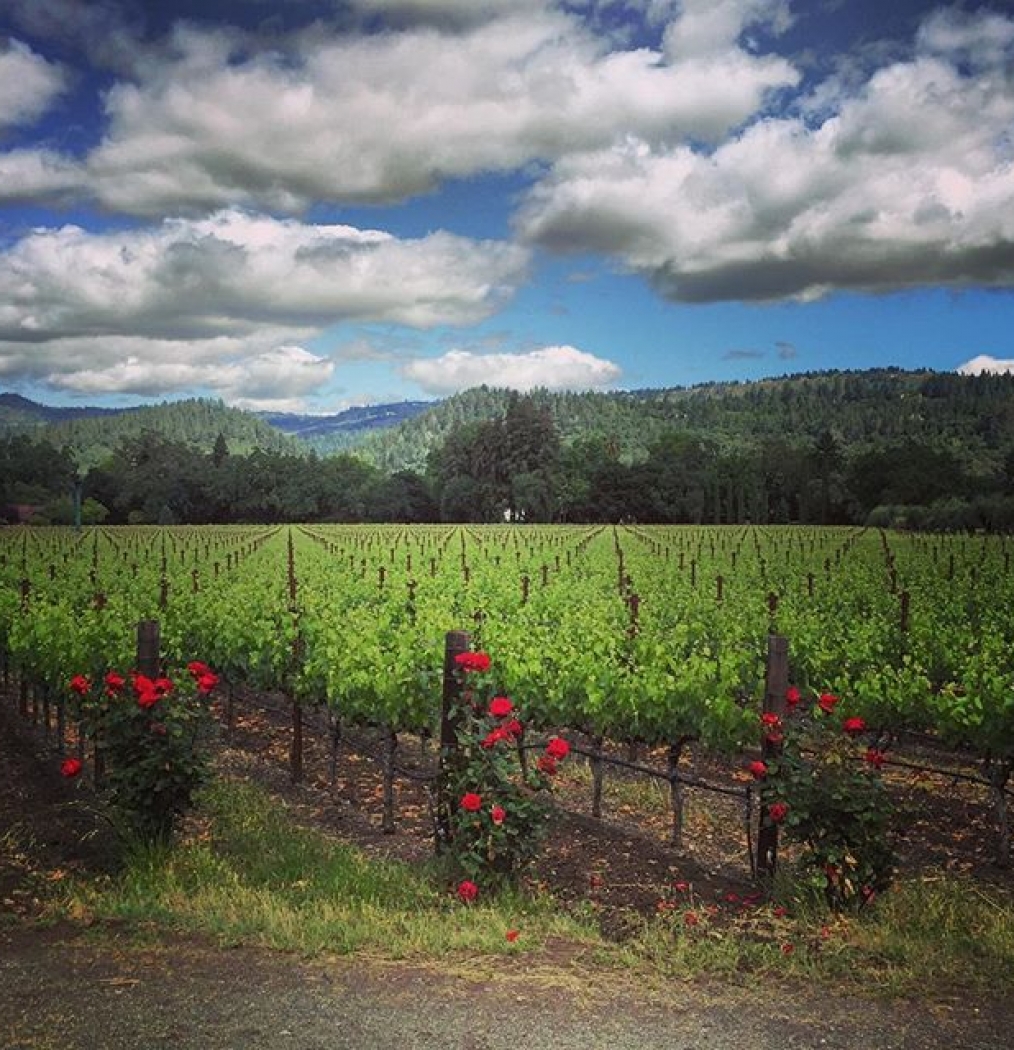 Until next time, #Napa… #California #winecountry #wine #spring #vineyard #roses #landscape #travel #peaceful