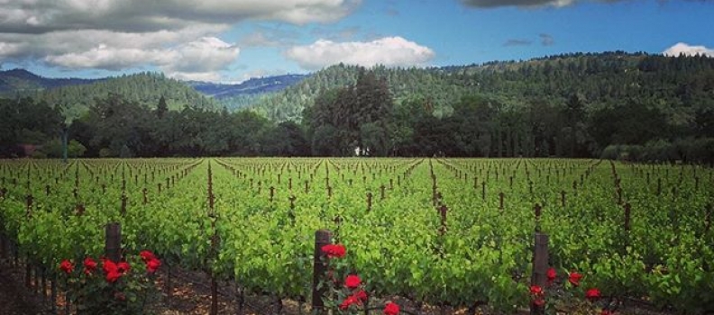 Until next time, #Napa… #California #winecountry #wine #spring #vineyard #roses #landscape #travel #peaceful