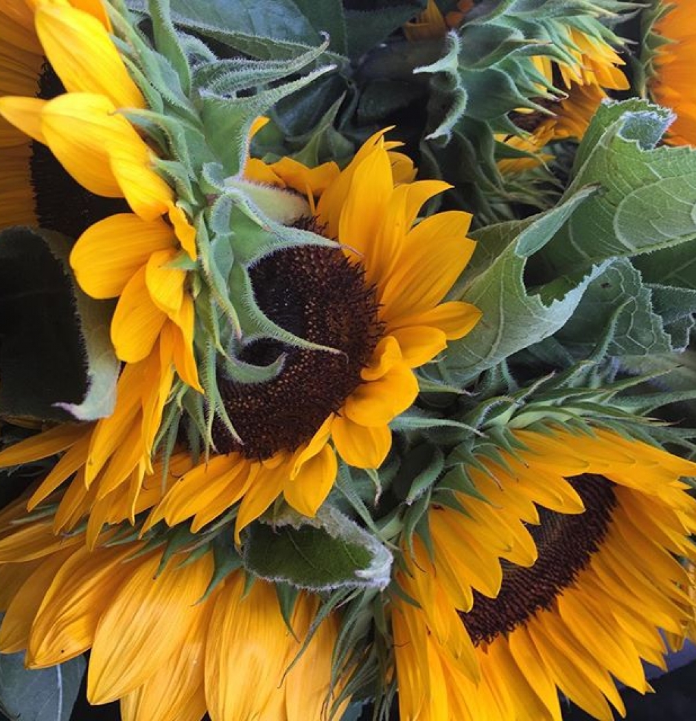 Farm. Fresh. #Flowers. ️️