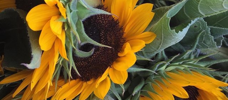 Farm. Fresh. #Flowers. ️️