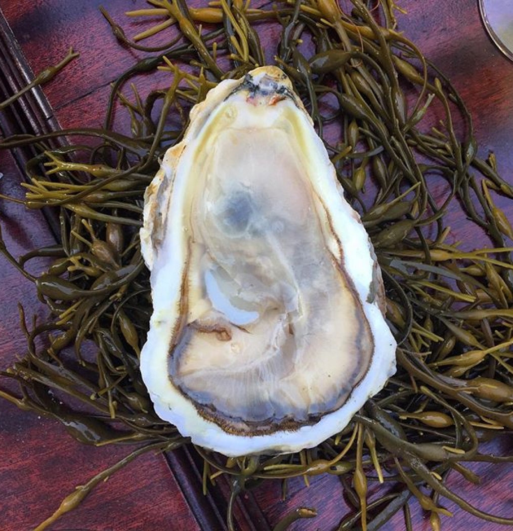 Happening now in a garden in #Greenpoint: Big. Ass. Oysters. @bobech @achillesheelbk #thebrideofthefox #oysters #bivalves ##instafood #forkyeah #eeeeeats #eattheworld #howisummer #tasteintravel #traveldeeper #thefeedfeed