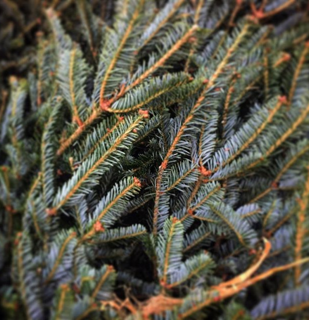 Decisions, decisions…  #fir #pine #spruce #xmastree #xmastreeshopping #xmas #hohoho #holidayseason #deckthehalls #santa