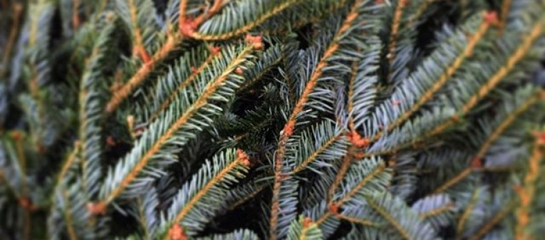 Decisions, decisions…  #fir #pine #spruce #xmastree #xmastreeshopping #xmas #hohoho #holidayseason #deckthehalls #santa