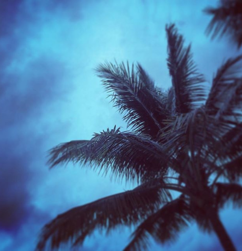 #stormsacoming #dispatchesfromdelray #palmsilhouette #florida #westpalm #beachlife #playa #sunday