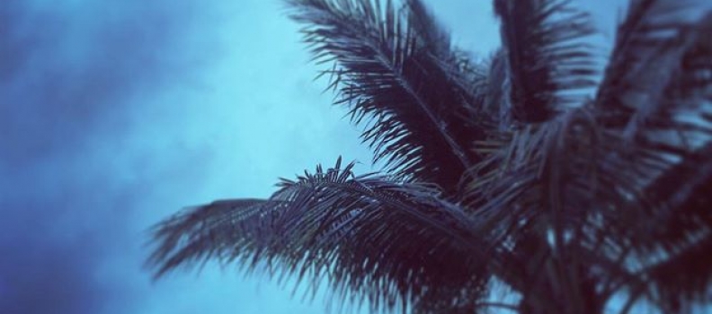 #stormsacoming #dispatchesfromdelray #palmsilhouette #florida #westpalm #beachlife #playa #sunday